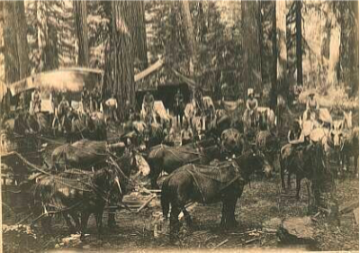 Horse teams